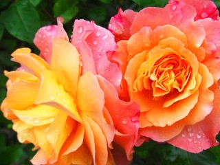 Jigsaw Puzzle «Roses in the dew»