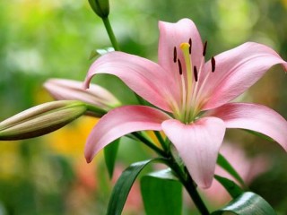 パズル «Pink Lily»