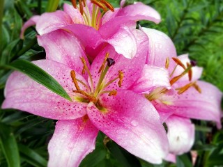 Jigsaw Puzzle «Pink lily»