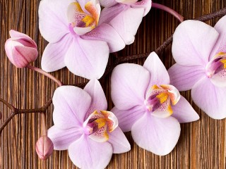 Пазл «Розовая орхидея»