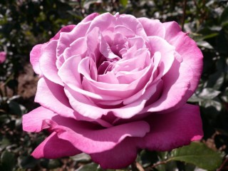 Пазл «Розовая роза»