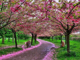 Пазл «Розовые деревья»