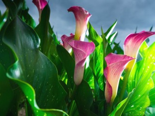 Jigsaw Puzzle «Pink callas»