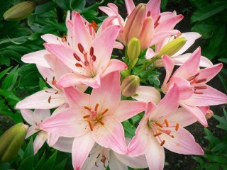 Jigsaw Puzzle «Pink lilies»