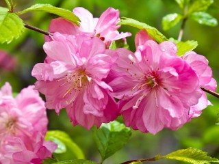 Пазл «Розовые цветы»