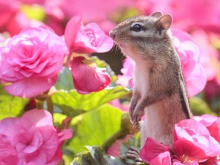 Пазл «Розовые цветы»