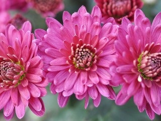 Jigsaw Puzzle «Pink flowers»