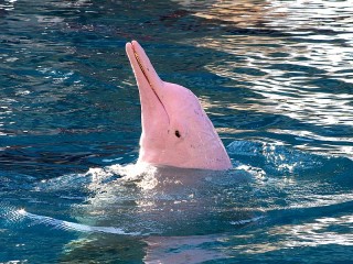 Quebra-cabeça «Pink Dolphin»