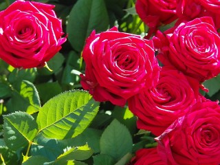 Slagalica «Rose bush»