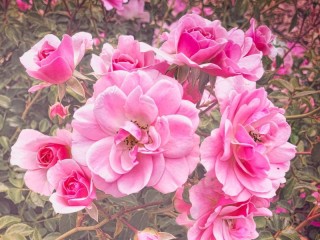 Пазл «Розовый куст»