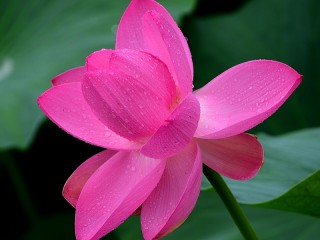 Rompecabezas «Pink Lotus»
