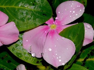 Пазл «Pink flower»