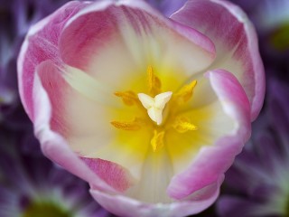 Quebra-cabeça «Pink Tulip»