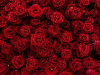 Пазл «Рубиновые розы»