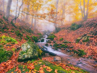 Slagalica «Stream in the forest»