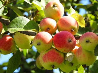 Jigsaw Puzzle «Rosy apples»
