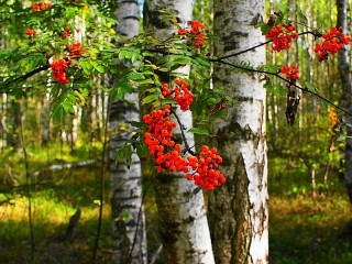 Rätsel «Rowan»