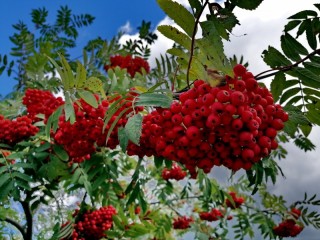 Jigsaw Puzzle «rowan clusters»