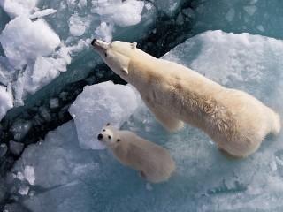 Quebra-cabeça «With mom on the ice»