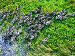 Jigsaw Puzzle «From the watering hole»