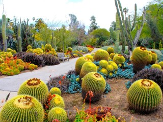 Rompecabezas «Garden of cacti»