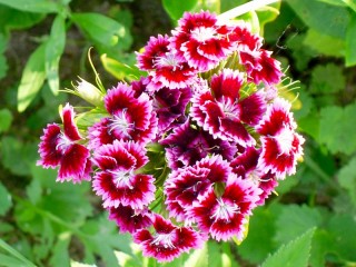 Jigsaw Puzzle «Garden carnation»