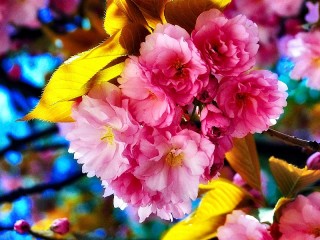 Quebra-cabeça «Sakura»