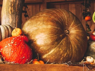 Пазл «The largest pumpkin»