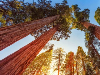 Jigsaw Puzzle «Sequoia Dendron»