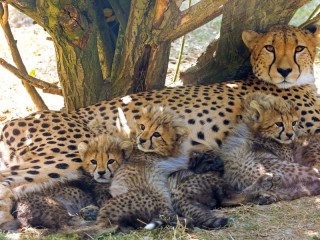 Пазл «Семейство гепардов»