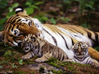 Пазл «Семейство тигров»