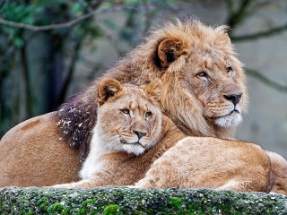 Quebra-cabeça «Strong family»