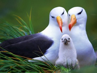 Пазл «Семья альбатросов»