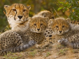 Пазл «Семья гепардов»