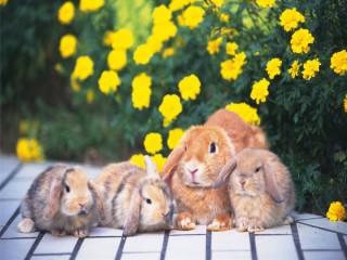 Пазл «Семья кроликов»