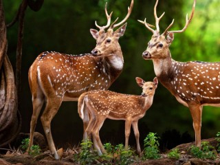 Rompecabezas «deer family»