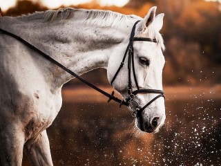 Jigsaw Puzzle «Grey horse»