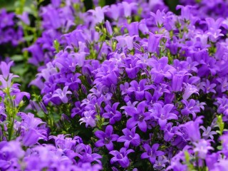 Пазл «purple bells»