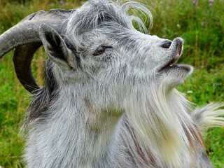 Пазл «Gray goat»