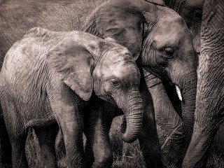 Rompecabezas «Grey elephants»