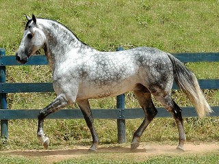 Quebra-cabeça «Grey dappled horse»