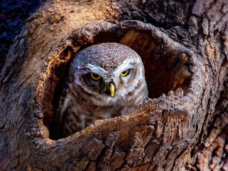 Jigsaw Puzzle «Serious owl»
