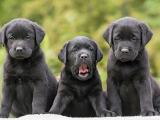 Bulmaca «Puppies»