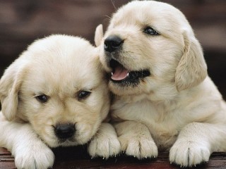 パズル «Labrador puppies»