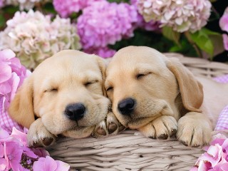 Jigsaw Puzzle «Puppies in a basket»
