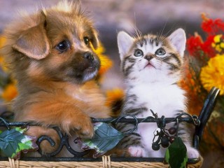 Пазл «Puppy and kitten»