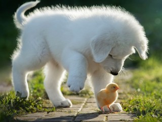 Jigsaw Puzzle «Puppy and chick»