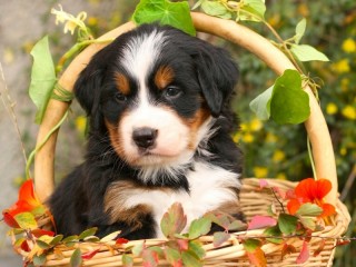 Jigsaw Puzzle «Puppy in a basket»
