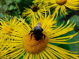 Quebra-cabeça «Bumblebee»