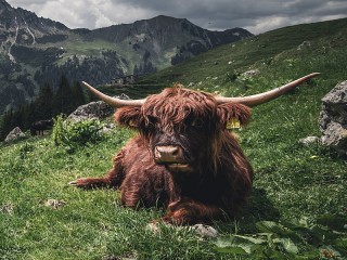 Slagalica «Scottish cow»